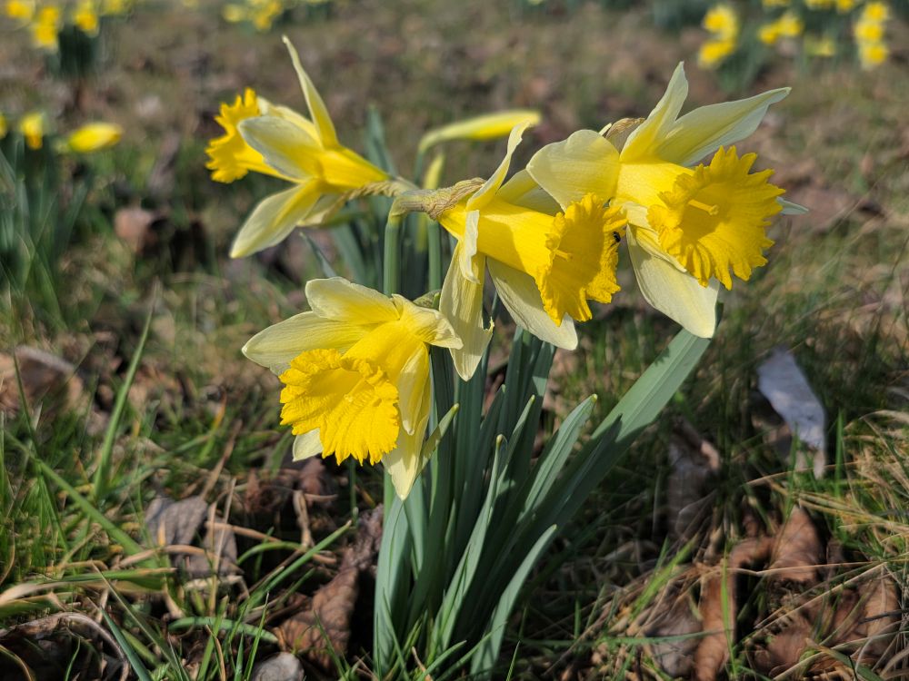 Zur Sternblumenwanderung nach Gaugenwald